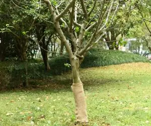 vidaXL Rulou de iută, 0,5x50 m, iută 100%, 200 g/m²
