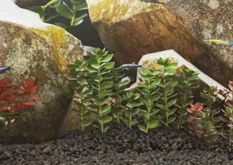 Roci vulcanice, 10 kg, negru, 1-2 cm - 1/5