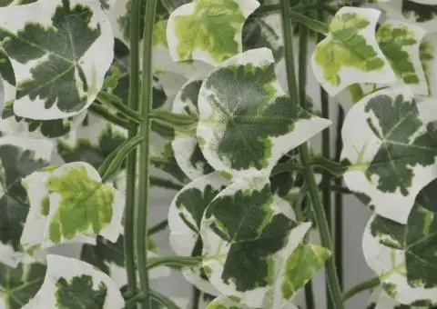 Tufiș de iederă artificială, 2 buc., pestriță, 90 cm - 2/2