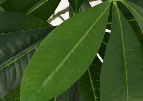 Plantă artificială Arborele norocos cu ghiveci, 85 cm, verde - 2/2