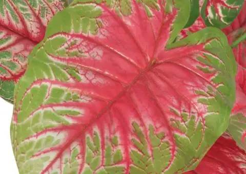 Plantă artificială Caladium cu ghiveci, 85 cm, verde și roșu - 2/2
