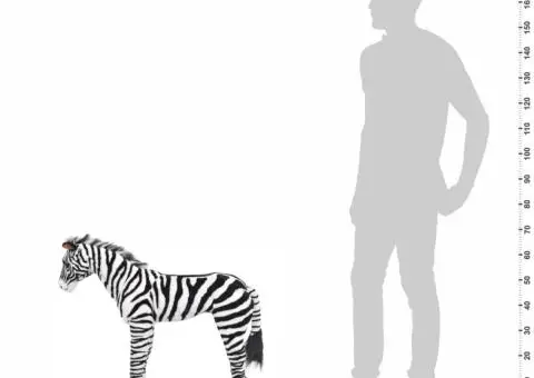 Zebră de jucărie din pluș în picioare, alb și negru, XXL - 4/5