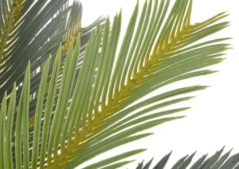 Plantă artificială palmier cycas cu ghiveci, verde, 90 cm - 2/2