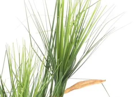 Plantă iarbă artificială în ghiveci, 90 cm - 2/2