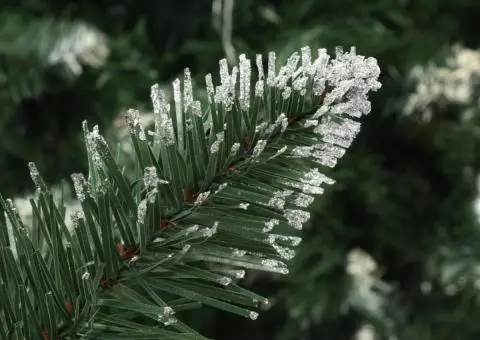 Brad de Crăciun artificial cu conuri pin și sclipici alb 150 cm - 5/5