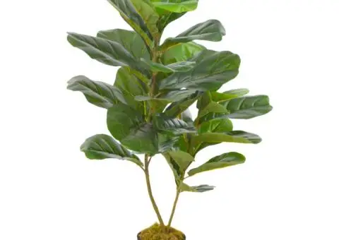 Plantă artificială ficus cu ghiveci, verde, 90 cm