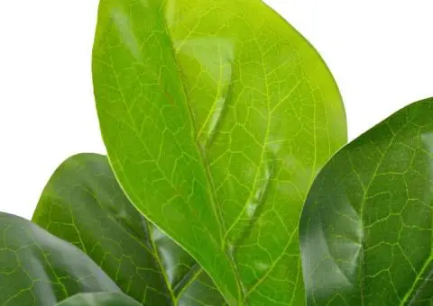 Plantă artificială ficus cu ghiveci, verde, 90 cm - 2/2