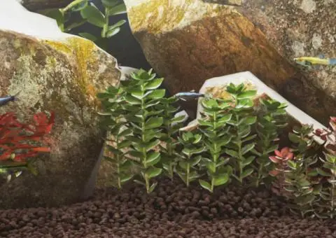 Roci vulcanice, 10 kg, roșu, 5-8 mm - 1/5