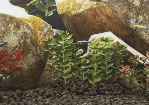 Roci vulcanice, 10 kg, negru, 5-8 cm - 1/5