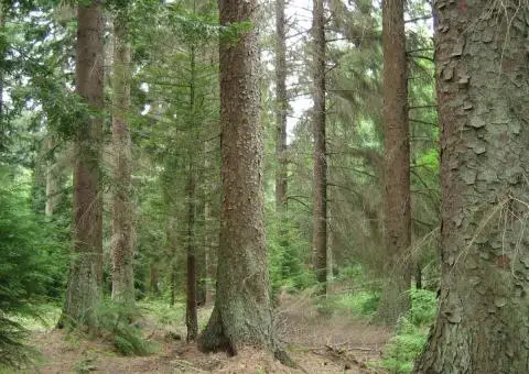 Vand padure Bacau - 270 ha teren padure - 2/2