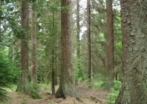 Vand padure Bacau - 270 ha teren padure