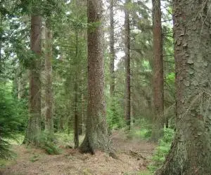 Vand padure Bacau - 270 ha teren padure