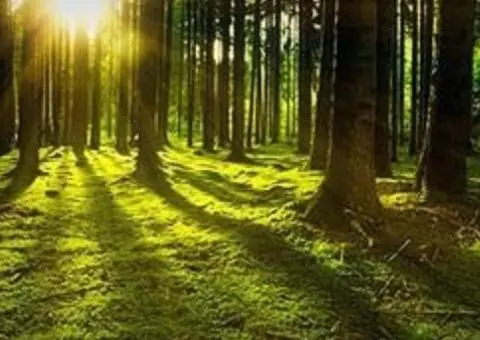 Vand padure Bacau - 270 ha teren padure - 2/2