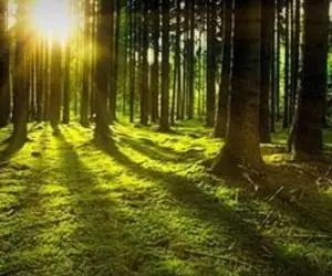 Vand padure Bacau - 270 ha teren padure