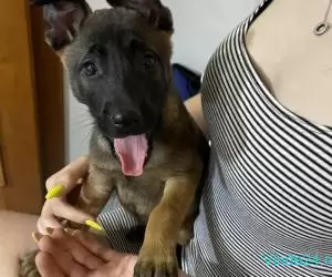 Pui Ciobanesc Belgian Malinois - Imagine 1