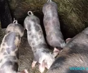 Vând porci 60-130 kg, preț 13 lei kg + purcei de 8 săptămâni