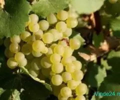 Vand struguri pentru vin- PODGORIA COTNARI - Imagine 1