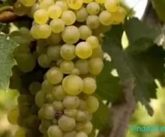 Vand struguri pentru vin- PODGORIA COTNARI - Imagine 2