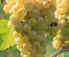 Vand struguri pentru vin- PODGORIA COTNARI - Imagine 5