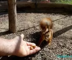 Veveriță rosie - Imagine 1