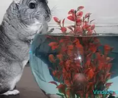 Chinchilla/ cincila/ sinsila + cușcă + accesorii