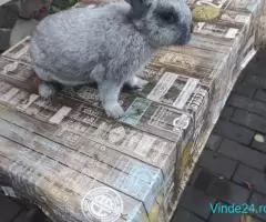 Vând iepuri de rasa - Imagine 6