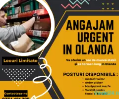 Locuri de munca in strainatate ORDER PICKER/STIVUITORIST- Angajari in olanda