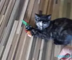 Pisici pt adoptie