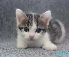 Pisici pt adoptie - Imagine 3