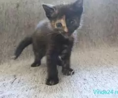 Pisici pt adoptie - Imagine 4