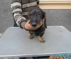 TECKEL sarmos cu pedigree