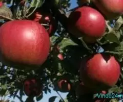 Pomi fructiferi altoiți