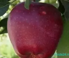 Pomi fructiferi altoiți - Imagine 2