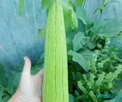 seminte legume deosebite - Imagine 3