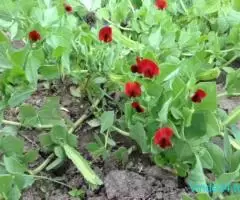 seminte legume deosebite - Imagine 5