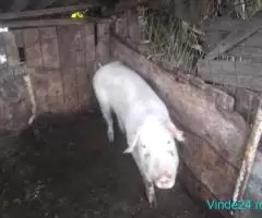 Porci de vanzare pentru Craciun