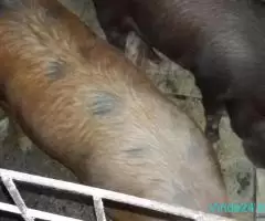 Vând porci