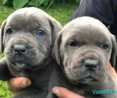 Cateii cane corso ! - Imagine 1