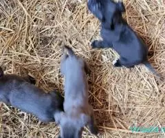 Cateii cane corso ! - Imagine 7