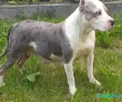 Femelă amstaff merle tricolor