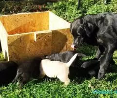 Labradori negri de vanzare - Imagine 1
