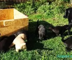 Labradori negri de vanzare - Imagine 2