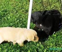 Labradori negri de vanzare - Imagine 4
