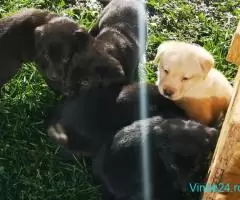 Labradori negri de vanzare - Imagine 5