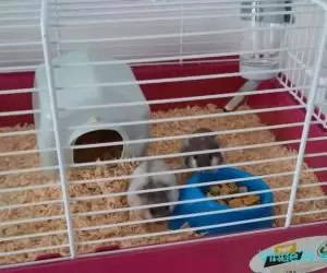 Vand 2 pui hamsteri cu cusca noua si accesorii - Imagine 1