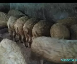 Mangalița crescuți natural