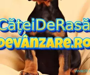 Puiuti Doberman rasa pura cu microcip si carnet de sanatate