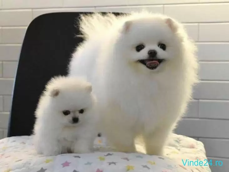 Pui Rasa Pomeranian Mini Toy Superbi