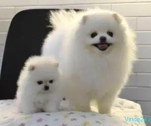 Pui rasa Pomeranian mini toy superbi - Imagine 1