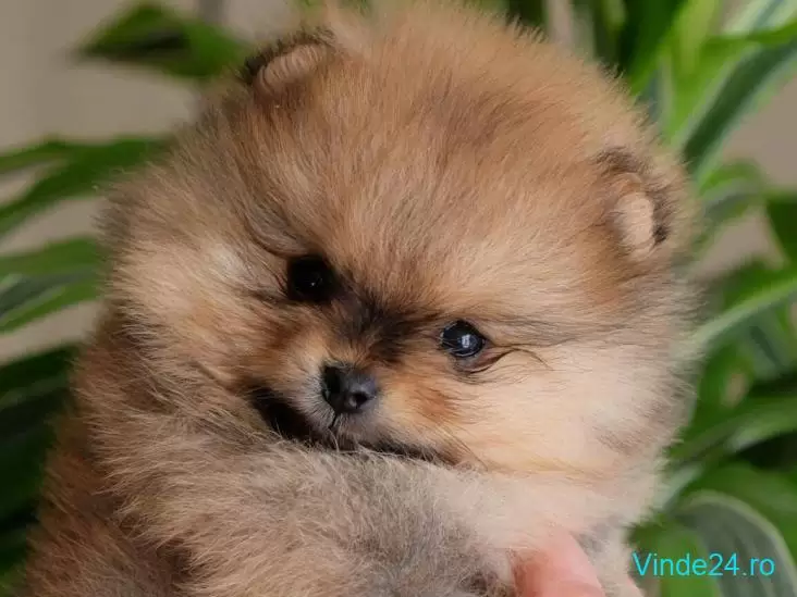 Pui Rasa Pomeranian Mini Toy Superbi